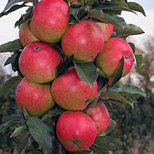 Яблуня колоноподібна Валюта (зимова)