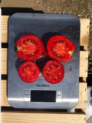 9969 F1 - насіння детермінантного томату, 100000 нас., середньоранній, Lark Seeds