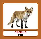 Навчальні англійсько-українські картки. Лісові тварини, фото 6