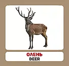 Навчальні англійсько-українські картки. Лісові тварини, фото 7
