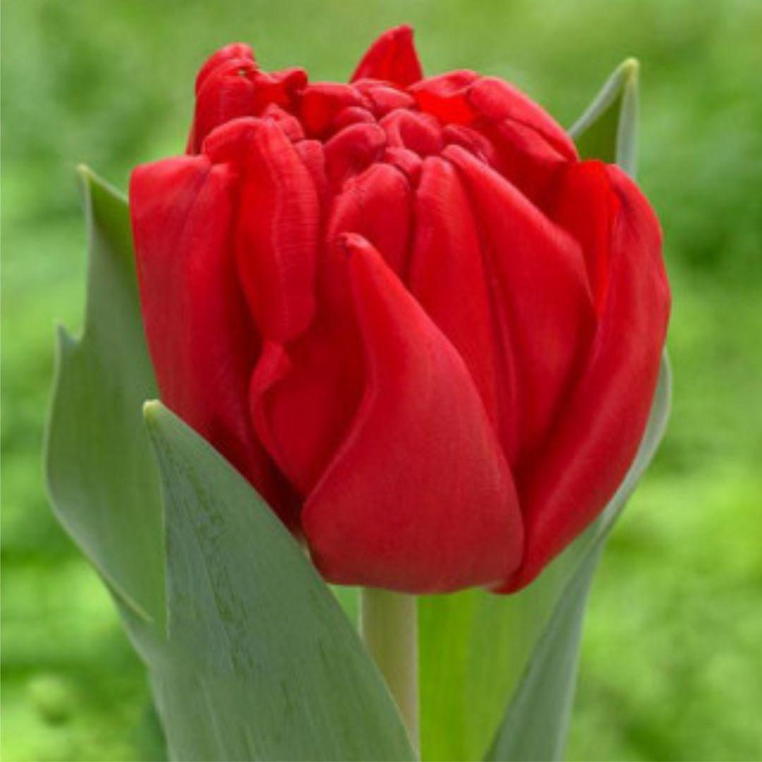 Купить Тюльпан махровый Largo (Ларго) голландский опт, цена 17.50 грн ...