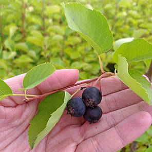 Ірга сорт Honeywood 1 річна, in vitro (напівупакована), фото 4