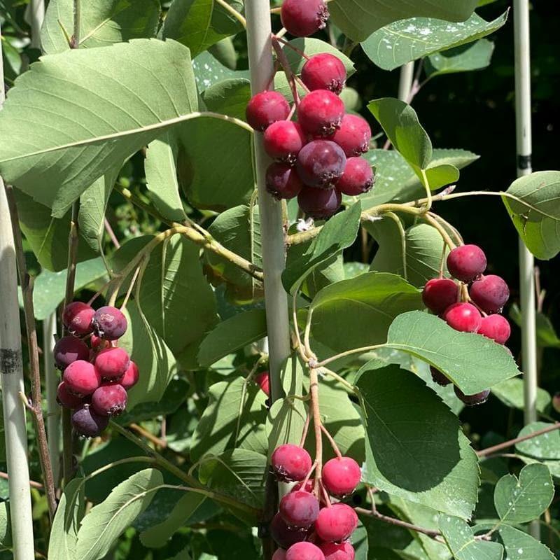 Ірга сорт Smokey 2 річна, конт. 1.5 л