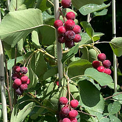 Ірга сорт Smokey 2 річна, конт. 1.5 л