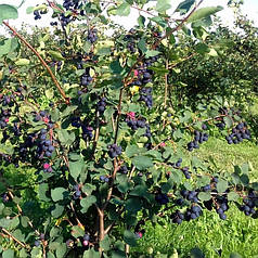 Ірга сорт Smokey 1 річна, in vitro (напівупакована)