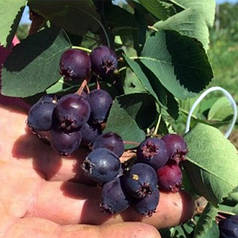 Ірга сорт Тіссен 2 річна, конт. 5 л