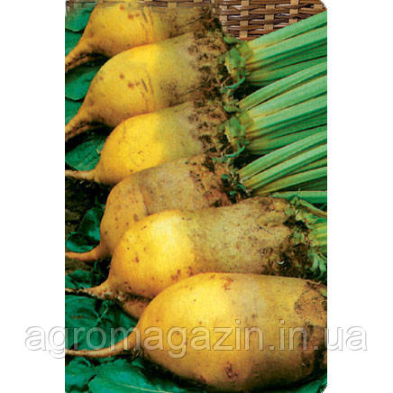 Буряк кормовий Урсус (1-я репродукція)