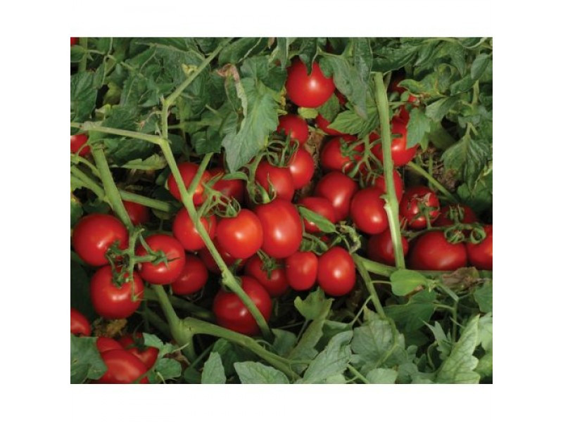 Насіння детермінантного томату 1785 F1 (5000 насінин), середньоранній, Lark Seeds