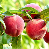 Персик Лаурол. Підщепа пуміселект., фото 2