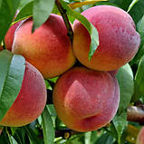 Персик Лаурол. Підщепа пуміселект., фото 3