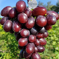 Саджанці столового винограду Фаетон - середнього терміну, великоплідний, урожайний