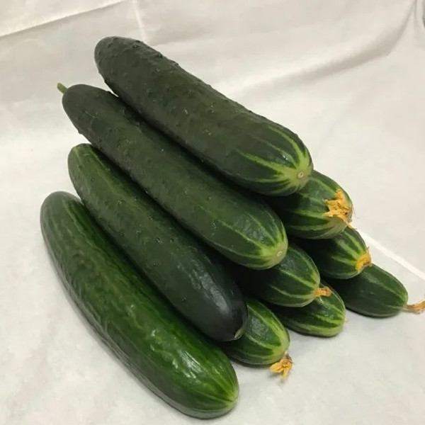 СВЯТОГОР F1 / SVYATOGOR F1 насіння огірка, Rijk Zwaan 1000 насінин