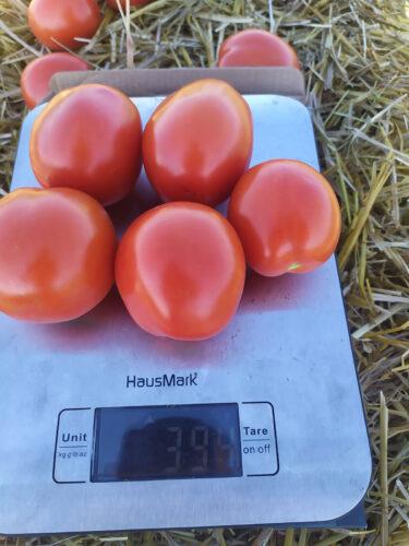 Насіння томату детермінантного 9960 F1 (5000 насінин) Lark Seeds