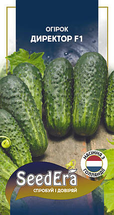 Насіння Огірок Директор F1 10шт, Seedera (Nunhems, BASF, Голландія), фото 1