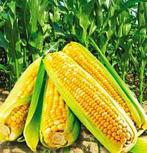 Насіння кукурудзи цукрової Айова світ