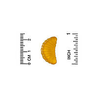 Жувальні таблетки з вітаміном C зі смаком натурального апельсину California GOLD Nutriion, 90 цукерок, фото 4