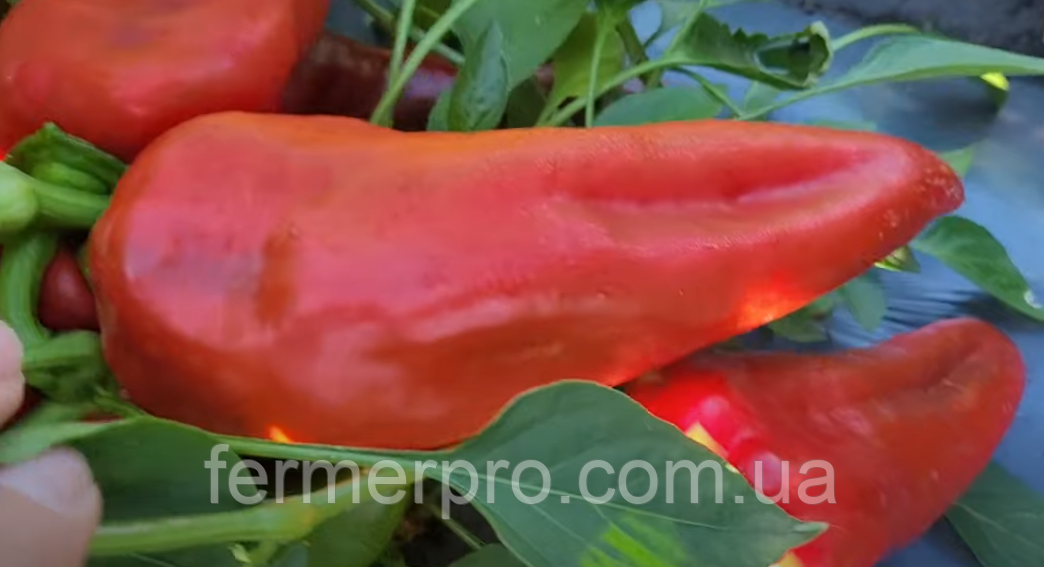 Насіння перцю Корнелія F1 Syngenta 500 насіння, фото 1