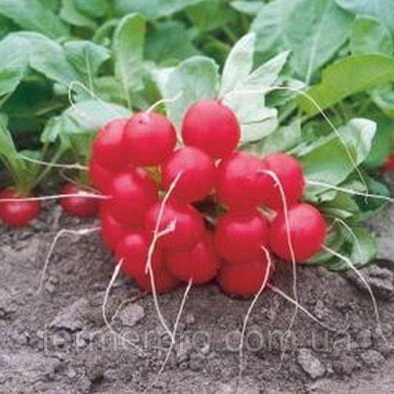 Насіння редиски Донар F1 10.000 насіння Syngenta, фото 1