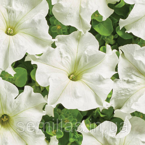 Насіння Петунії Містрал F1, 1000 шт. (драже), біла, грандифлора, Cerny Seed