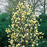 Магнолія бруклінська "Yellow Bird" насіння (5 шт) (Magnolia brooklynensis) жовта морозостійка, фото 4