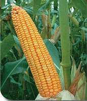 Семена кукурузы Гран 6 / п.о.