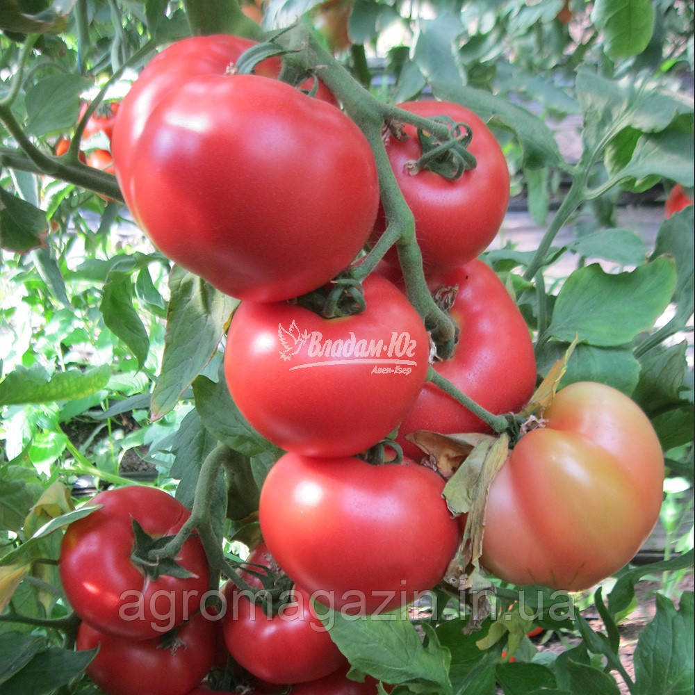 Томат Ханні Мун F1 (250нас.) Clause