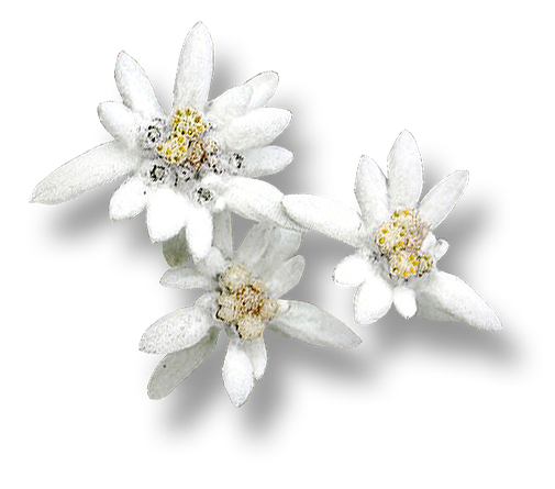 Гель після гоління / Aftershave Gel Edelweiss Just (Юст) Швейцарія 60 мл, фото 2