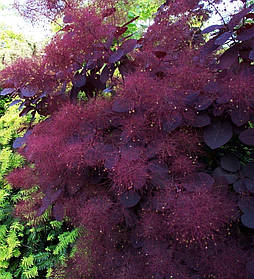 Скумпія звичайна Рояль Пурпле \ cotinus coggygria Royal Purple (саджанці 3 роки контейнер С3л )