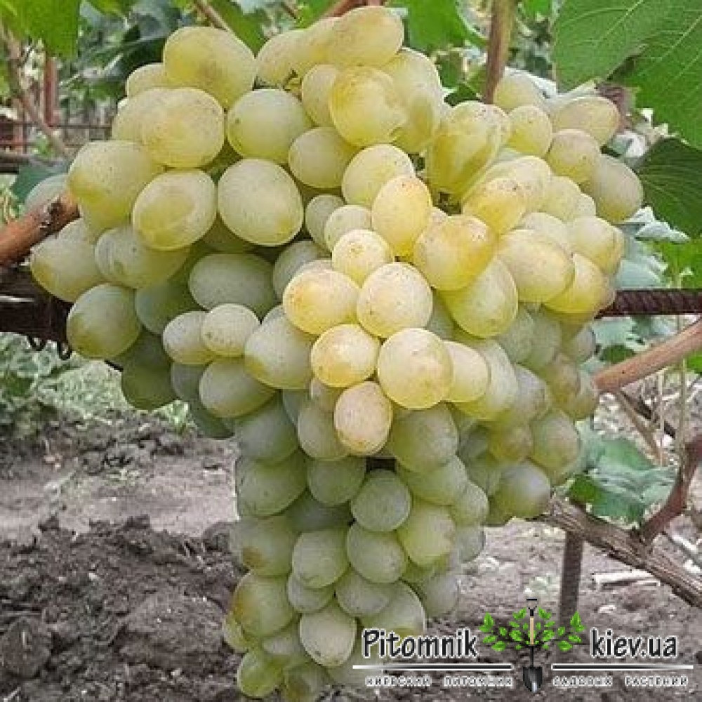 Найкращий вибір нафтових роботів