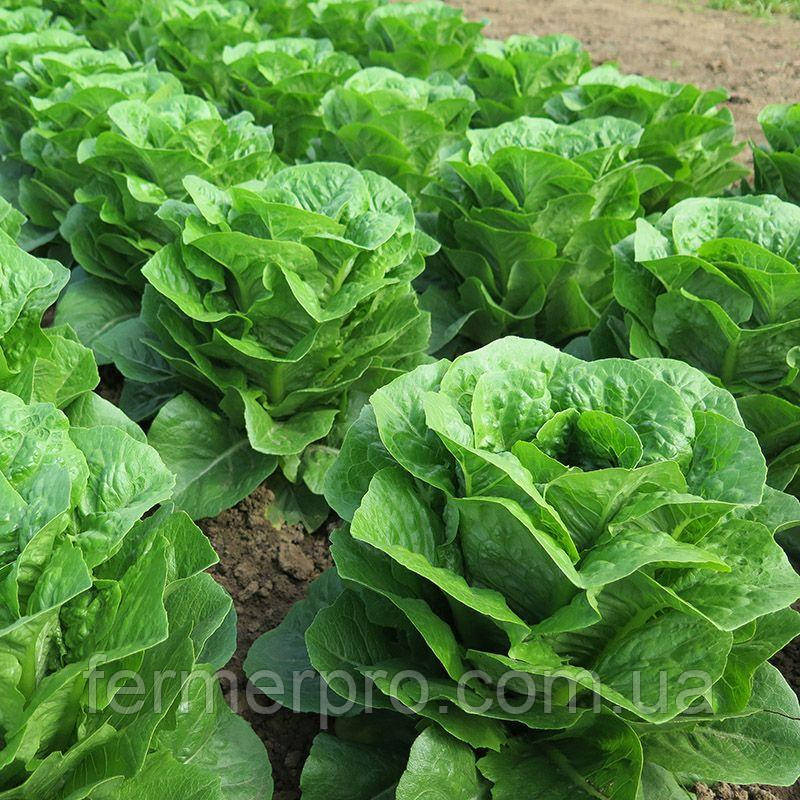 Насіння салату Тіпікал 5000 насіння, Syngenta, фото 1