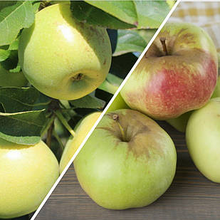Саджанці Яблуні Дерево-сад (Кримське + Книш)