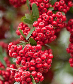 Піраканта Ред Кушон \ Pyracantha coccinea ( саджанці 2 роки С1.5л )