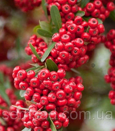 Піраканта Ред Кушон \ Pyracantha coccinea ( саджанці 3 роки С3л ), фото 1