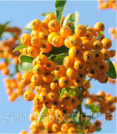 Піраканта Голден Чармен \ Pyracantha coccinea ( саджанці 2 роки С1.5л ), фото 1