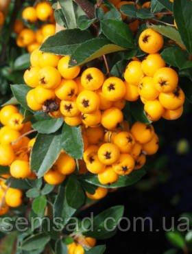 Піраканта Голден Чармен \ Pyracantha coccinea ( саджанці 2 роки С1.5л ), фото 3