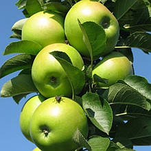 Яблуня колоноподібна Болеро (осіння)