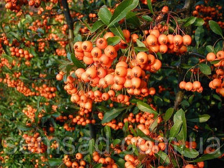 Піраканта " Оранж Чармен " \ Pyracantha ( саджанці 3 роки С3л ), фото 3