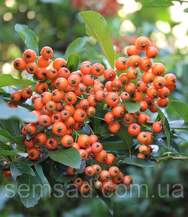 Піраканта " Оранж Чармен " \ Pyracantha ( саджанці 3 роки С3л ), фото 1