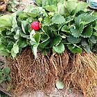 Саджанці полуниці (розсада) Кабрилло (Cabrillo) - ремонтантна, крупноплідна, врожайна, фото 3