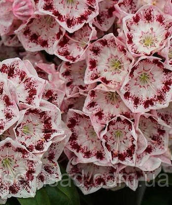 Кальмія широколиста Гілкона \ Kalmia lat. 'Ginkona' (саджанці 2 роки), фото 1