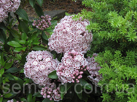 Кальмія широколиста Гілкона \ Kalmia lat. 'Ginkona' (саджанці 2 роки), фото 3