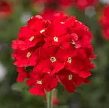 Вербена Великоквіткова червона 0.1г, фото 2