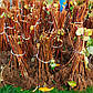 Саджанці малинового дерева Баб'є літо — ремонтантного терміну, солодка, невибаглива, фото 5