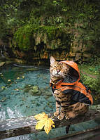 Фото открытка "Кот в дождевике"