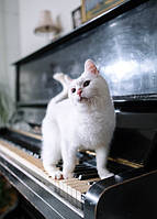 Фото открытка "Белый кот на пианино"