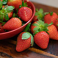 Розсада полуниці Міс Всесвіт - середньо-піздня, великоплідна, високоурожайна, фото 2