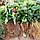 Саджанці полуниці (розсада) Капрі (Capri) - ремонтантна, солодка, урожайна, фото 3