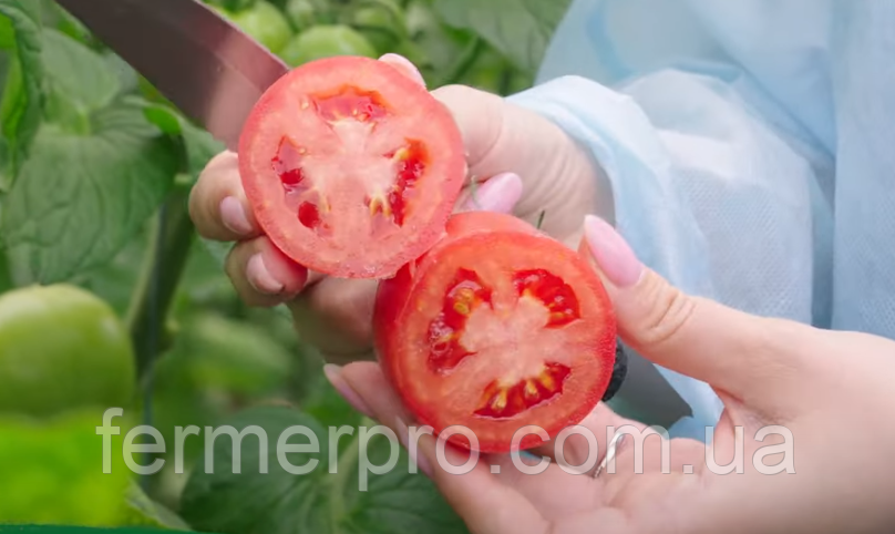 Насіння томата Конго F1, 250 насіння. Clause, фото 1