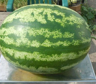 KS 24 F1 - насіння кавуна тип Крімсон Світ 1 000 насінин, Kitano Seeds