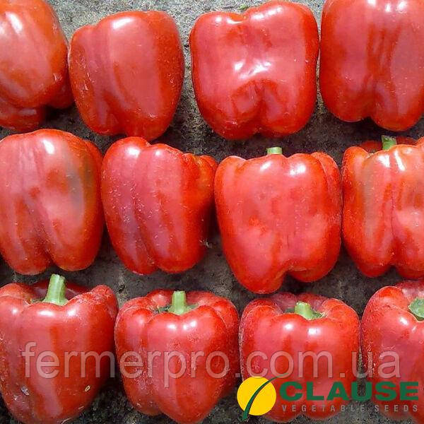 Насіння перцю Ред Джевел F1 1000 насіння Clause, фото 1
